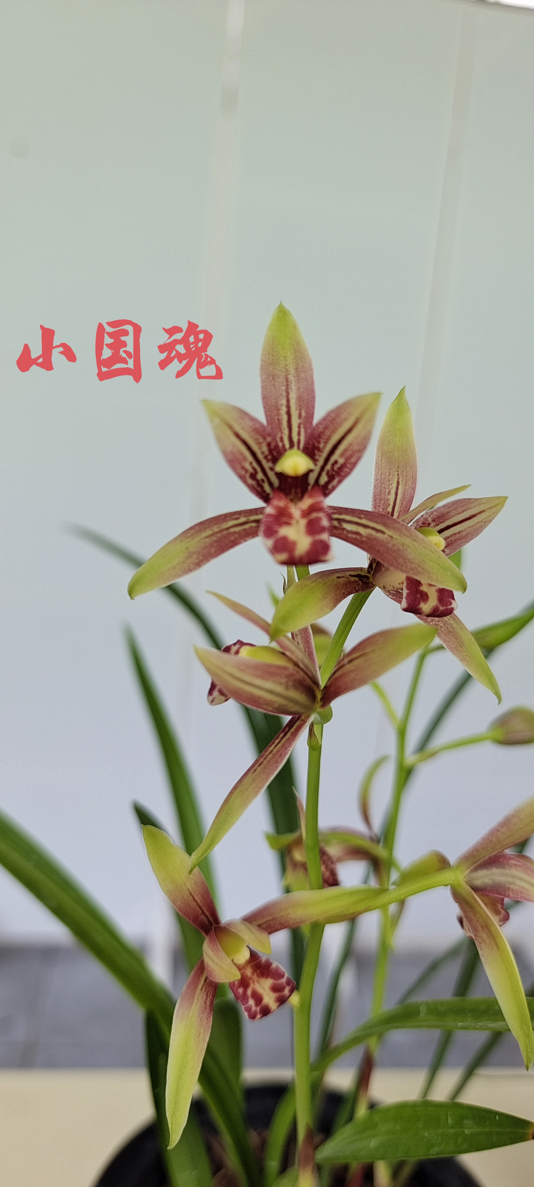 建兰的小国魂红花漂亮