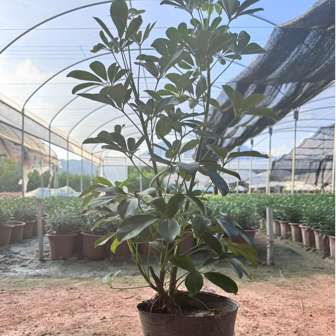 胡椒木（清香木）鸭脚木（八方来财）小叶栀子花，彩霞变叶木。
