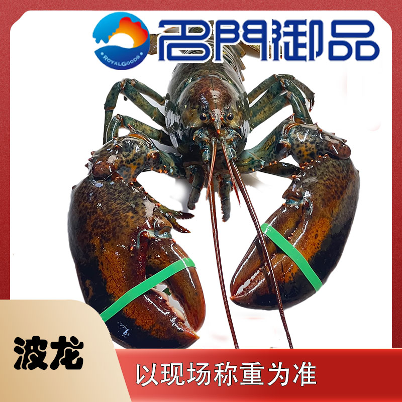 【波龙】海鲜产品波士顿龙虾 包鲜不包活