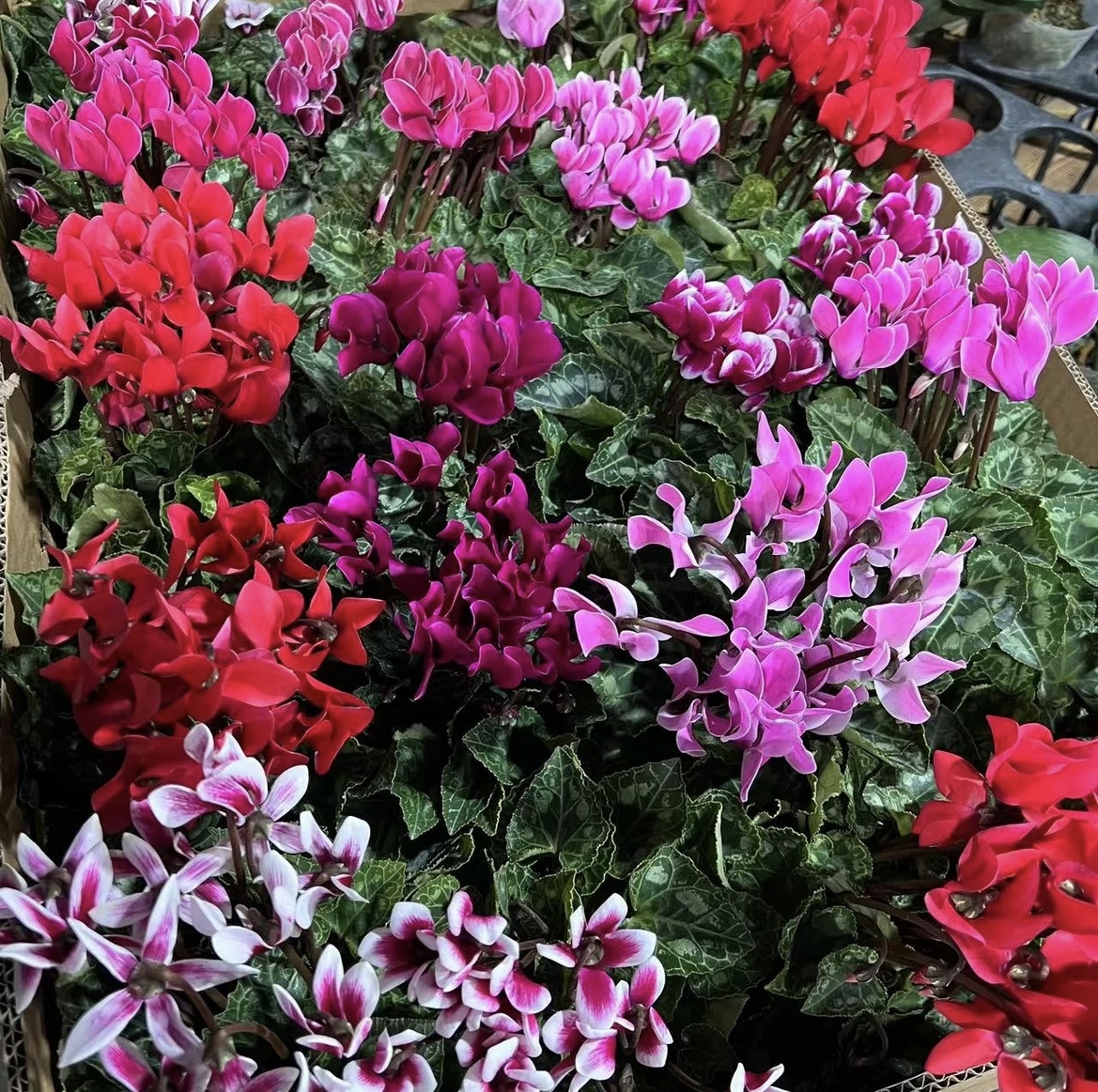 遇见花开随机植物一箱