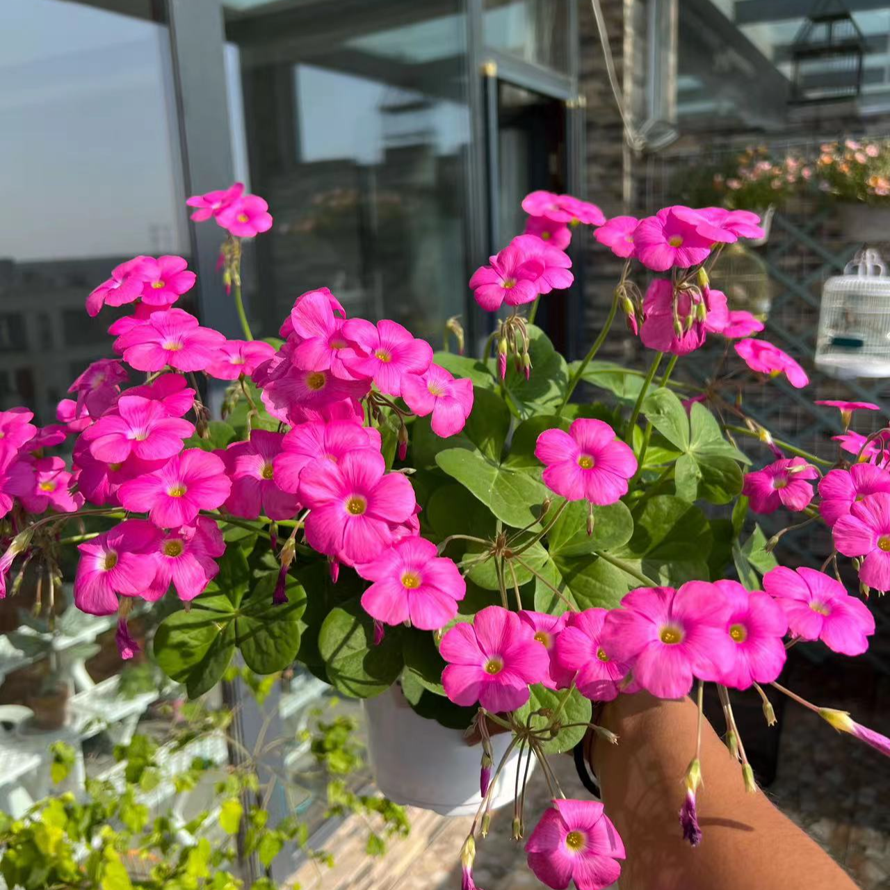 红花酢浆草大饼四季开花幸运草三叶草盆栽室内外多年生花卉带花苞