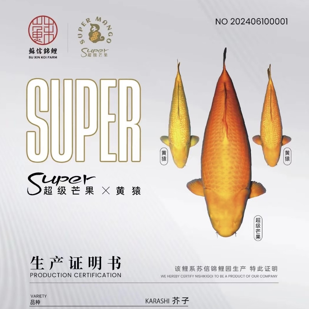 1尾 鲤佰万&苏信【超级芒果&明星黄猿】梦幻组合超级芥子 