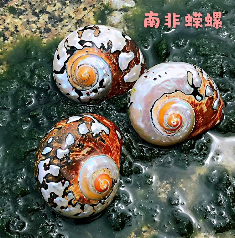 天然海螺贝壳南非蝾螺鱼缸水族造景卷贝鱼寄居蟹替换壳家居摆件标