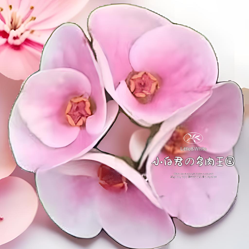 (紫贝壳)-新品泰国进口虎刺梅多肉植物小苗【小白君の多肉王国】