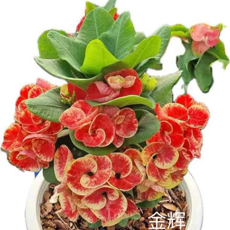 (金辉)-新品泰国进口虎刺梅多肉植物【小白君の多肉王国】