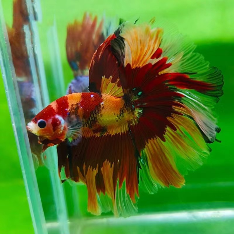 145号-168号精品泰国小型观赏鱼斗鱼半月狮王将军斗鱼