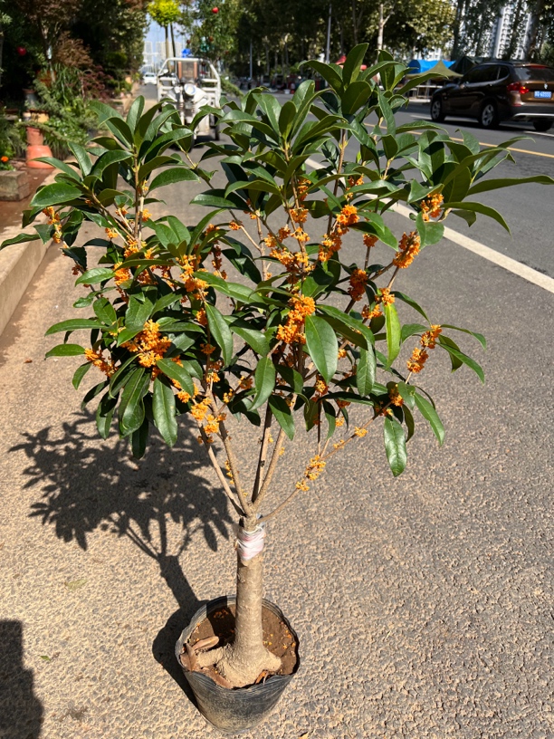浓香型桂花树苗嫁接四季花卉盆栽阳台室内观花植物带花庭院金桂苗