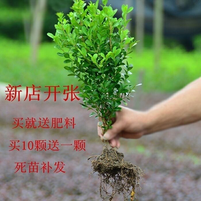 【基地直售】黄杨树苗黄杨球小叶黄杨苗瓜子小叶冬青苗黄杨10颗起拍