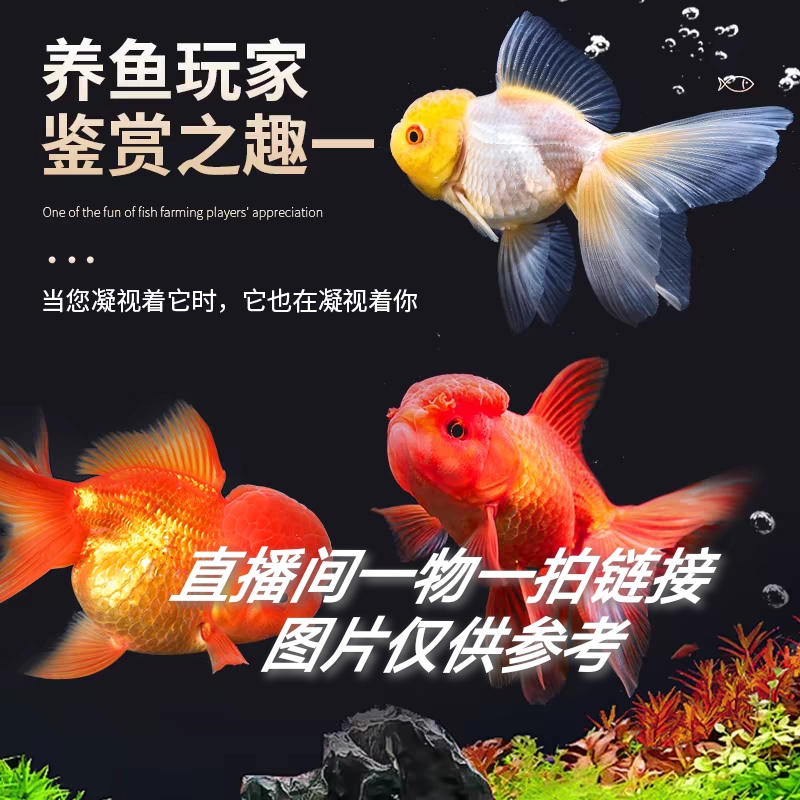 金鱼观赏鱼直播间一鱼一拍请勿盲拍冷水鱼要打氧过滤