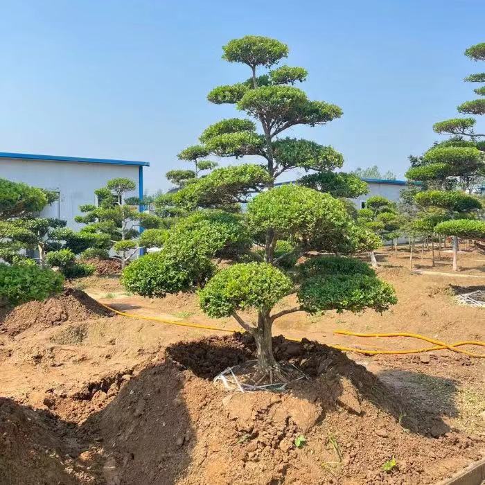 瓜子小叶黄杨造型树苗盆景地景庭院景观树四季常青不落叶耐寒抗冻