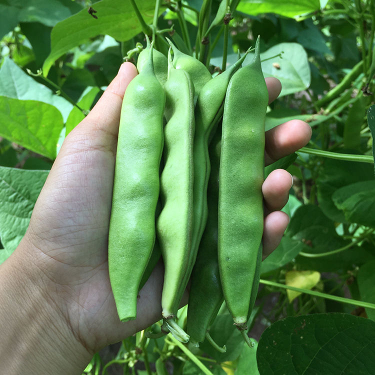 【项大丫专属】东北九月青油豆角新鲜蔬菜现摘现发特产3斤5斤