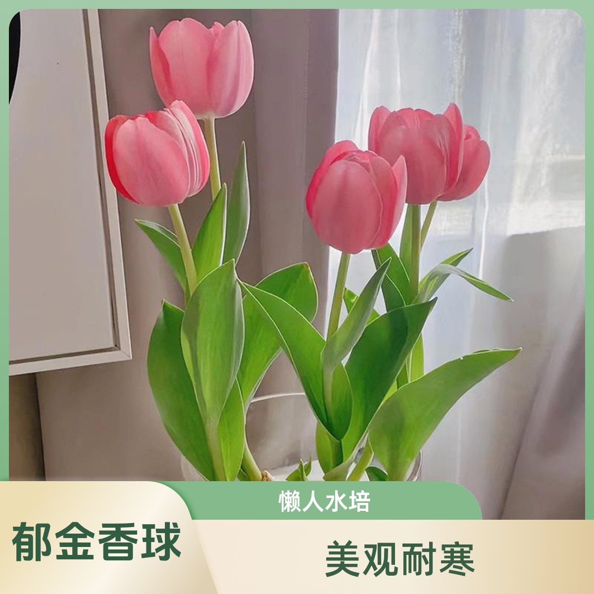 郁金香种球懒人水培成活春天原生耐寒备用种植风信子春节盆栽花卉