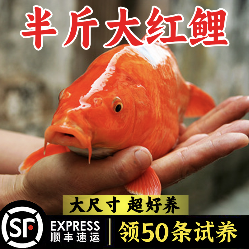 红鲤鱼可食用的观赏红鲤鱼饲料兴国红鲤鱼观赏荷包红鲤鱼