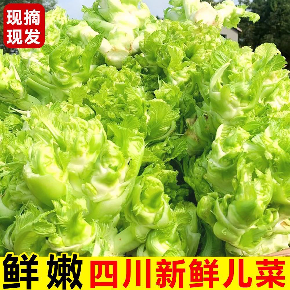 四川当季儿菜新鲜现货农家纯儿子抱儿菜农家蔬菜当季新鲜蔬菜