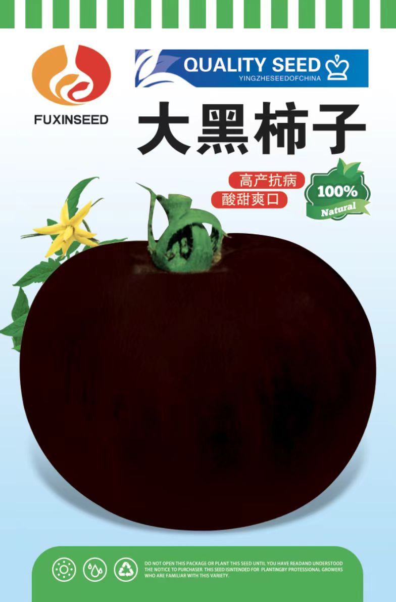 大黑柿子种子拍一发二