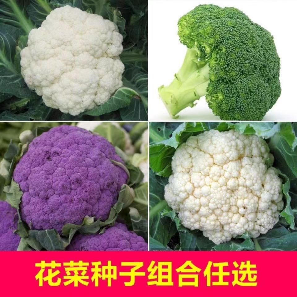 【新品推荐】松花菜西兰花青梗花椰菜高产南北方有机花菜种籽种子