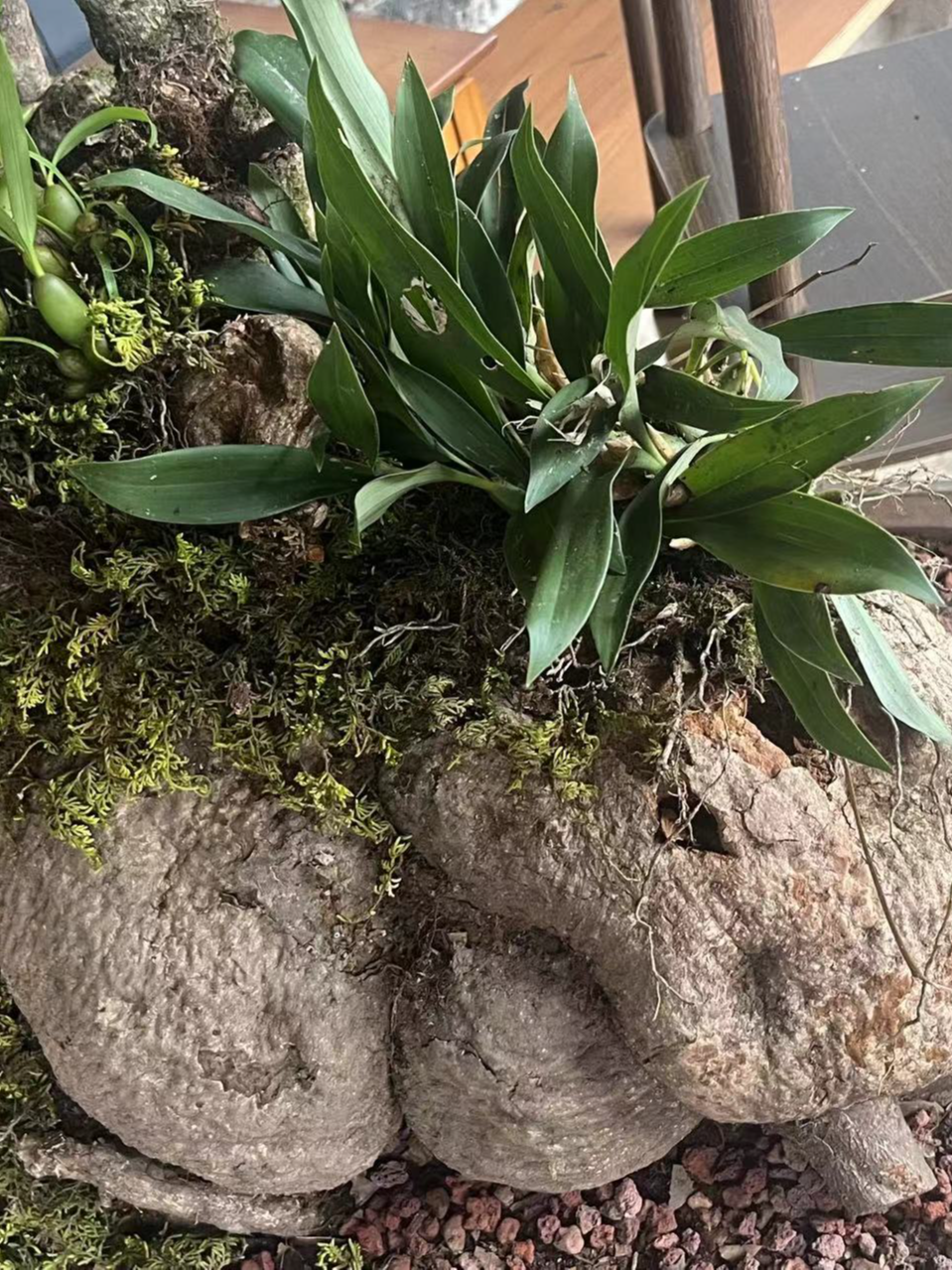 附生植物，茶台茶桌茶空间