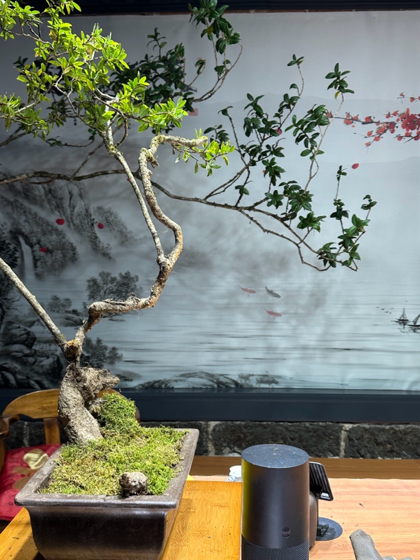 附生植物链接 办公室茶台茶室