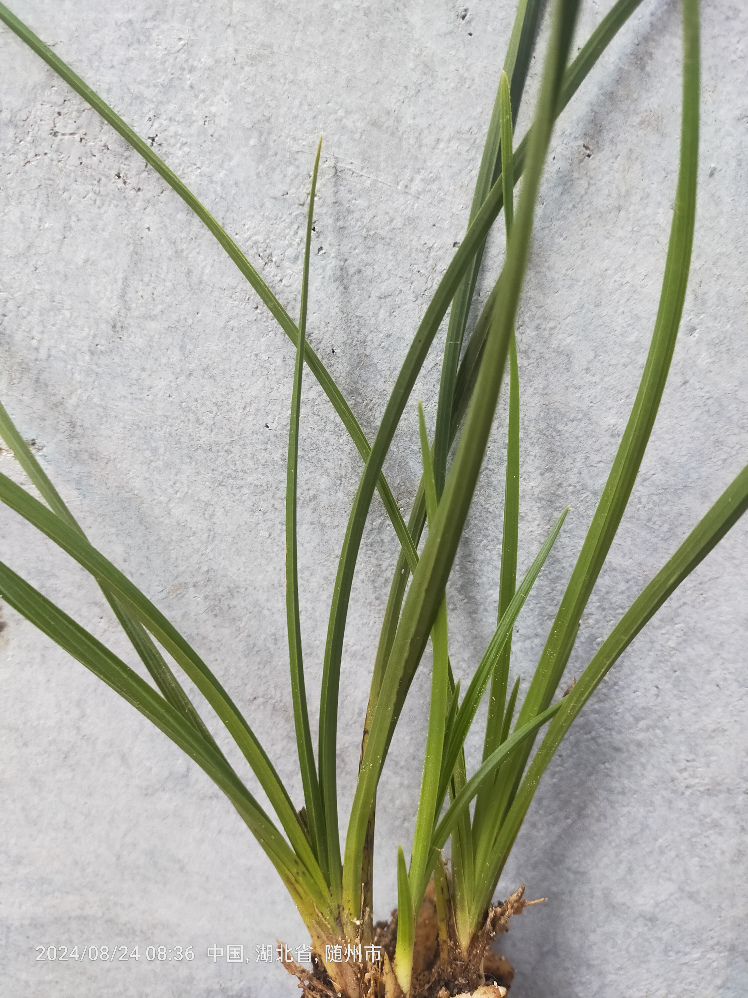 精品惠兰 叶花双艺 一物一拍