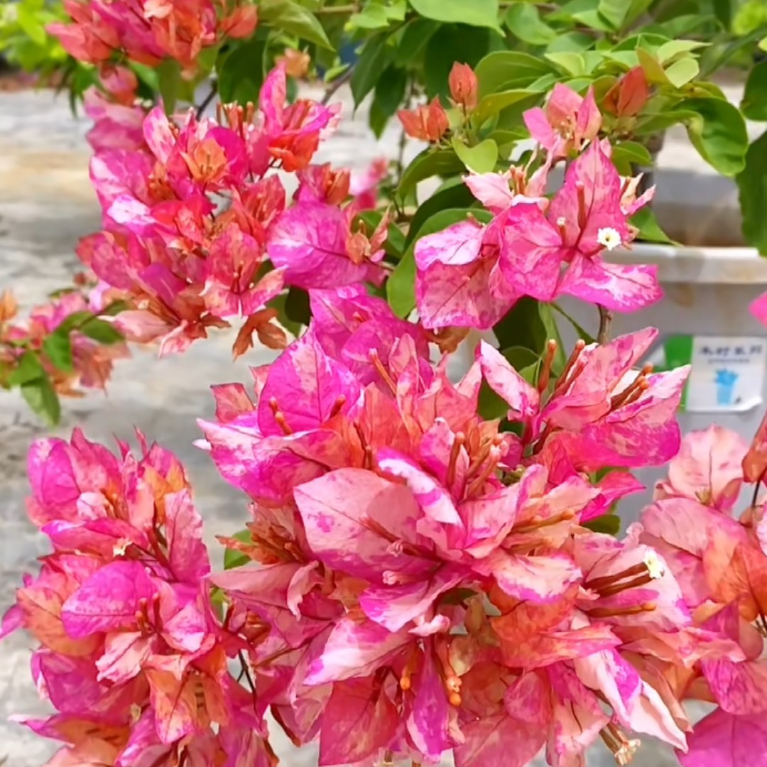 三角梅一物一拍链接