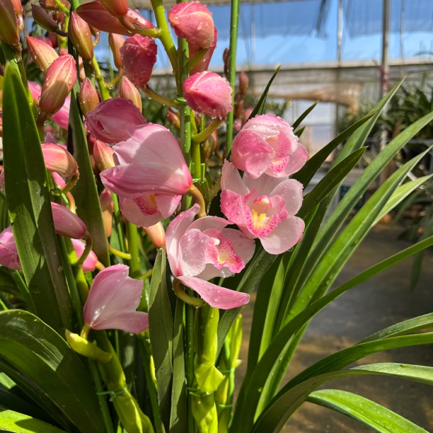 烛光211大花蕙兰【粉花以直播间为准】完美主义勿拍