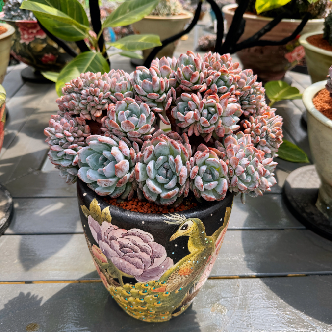 惠多肉精品多肉一物一拍