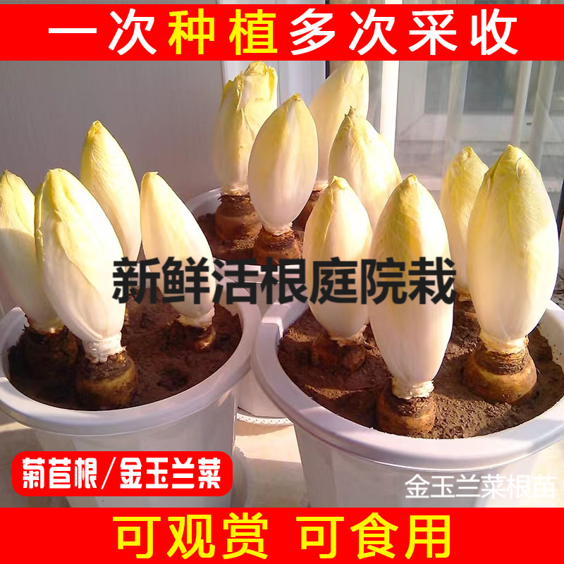 欧洲软化基地根苗现挖菜蔬菜玉兰金菊苣活根货源根黄芽球盆栽现发