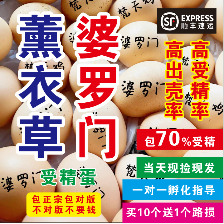 纯色薰衣草婆罗门鸡蛋正宗对版大体型进口基因