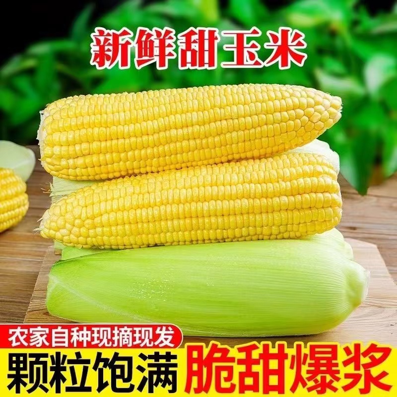 广西农家现摘新鲜甜玉米水果玉米脆甜多汁玉米棒子5斤9斤批发