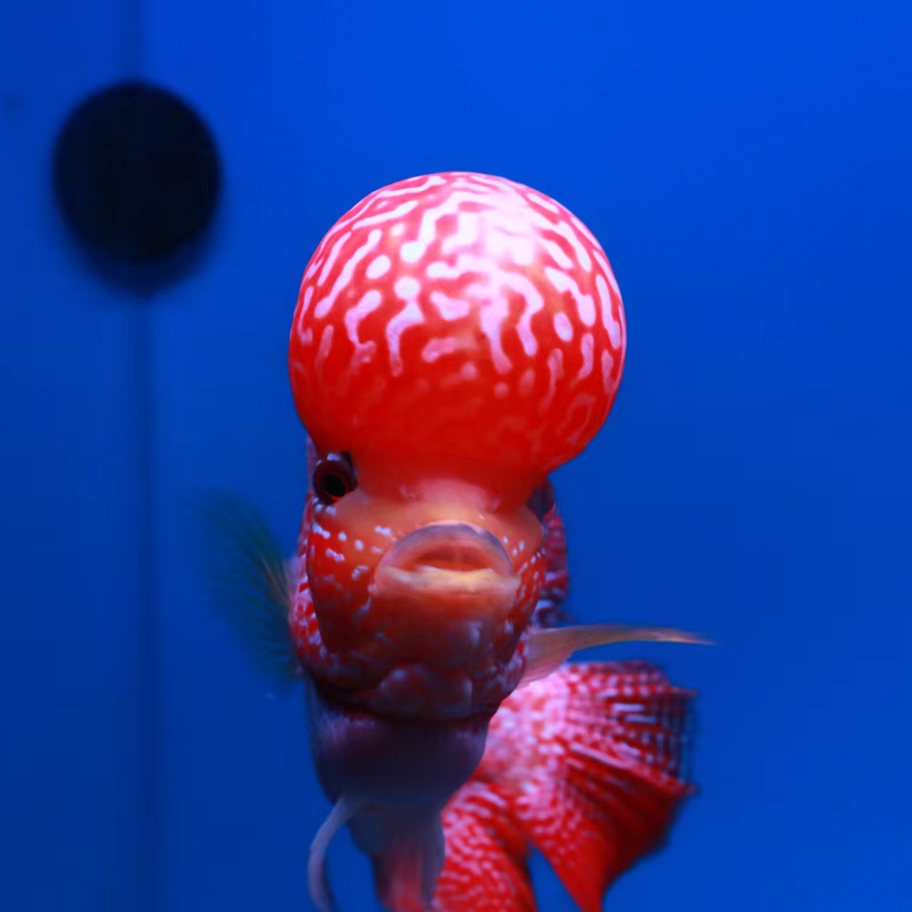 红马金花珍珠火凤凰古典罗汉鱼