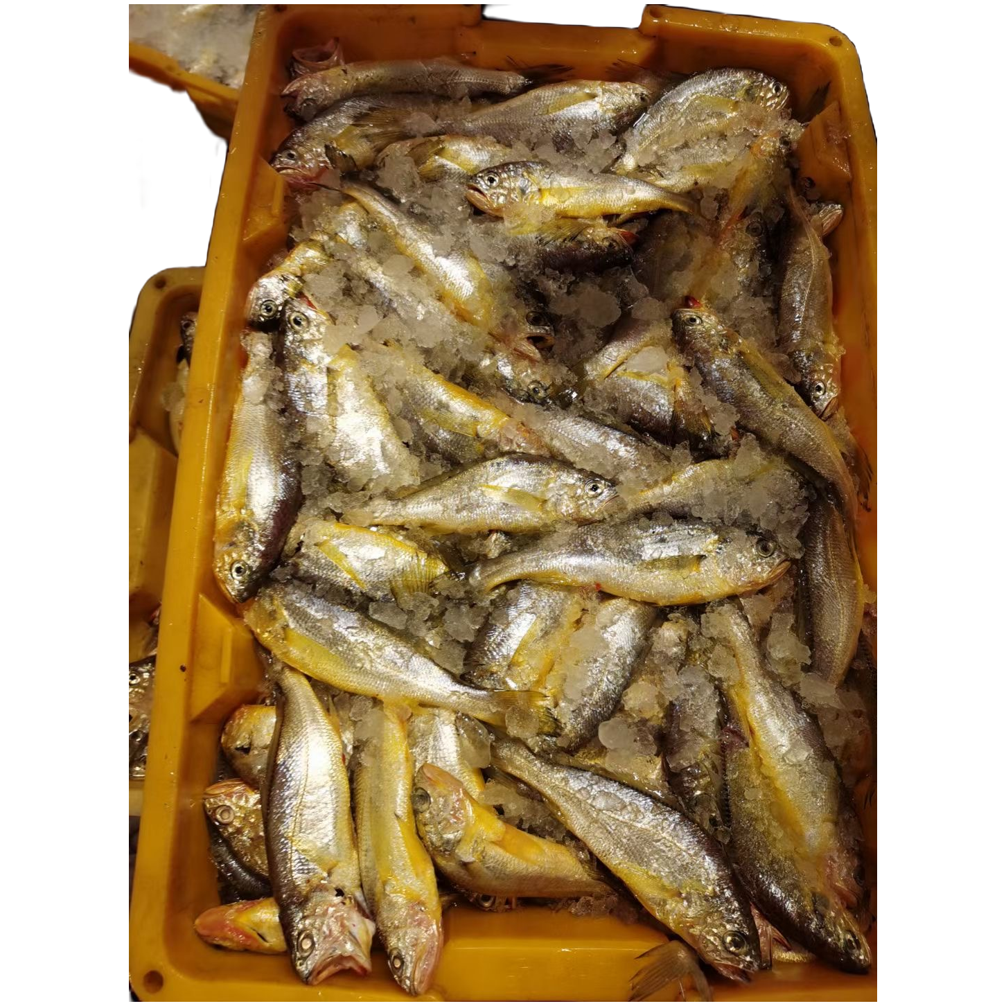 《帅帅海鲜》渔光之城 石浦渔港野生小黄鱼 江浙沪皖顺丰包邮