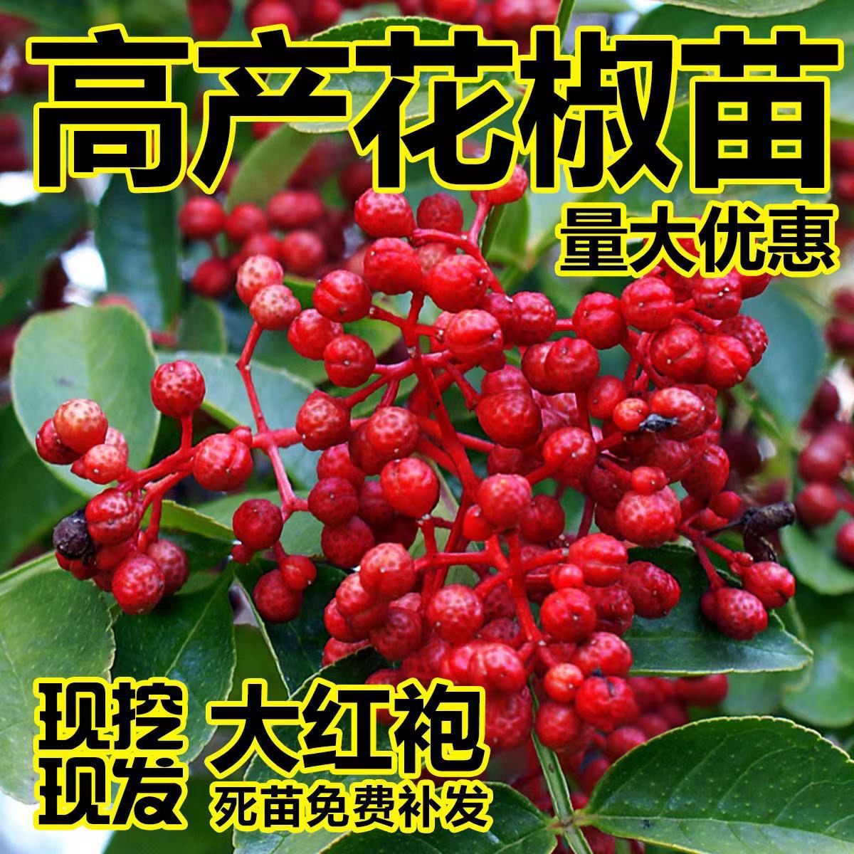 花椒树苗花椒树大红袍狮子头青椒麻椒花椒苗南北方盆栽地栽花椒苗