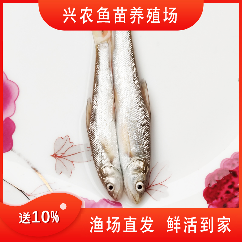 贵州优质银雪鱼 跟草鱼生活习惯相同 渔场直发 包邮
