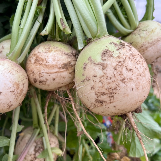 湖北农家新鲜半头青圆萝卜圆根萝卜白萝卜自种自销当季时令萝卜