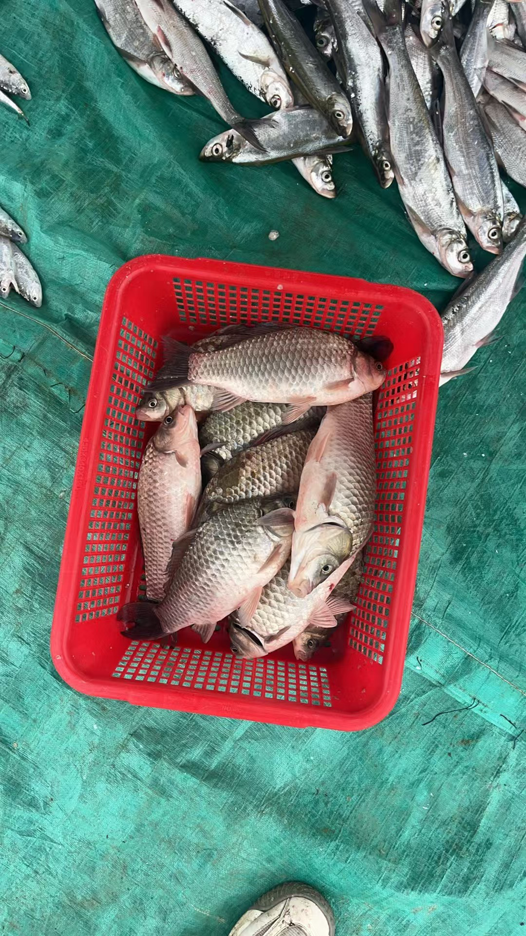 f斧头湖野生鱼营养美味健康小号鲫鱼4--8两