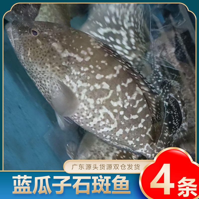 4斤共4条蓝瓜子石斑鱼 活鱼原条速冻非活发 单条约8两-1.2斤左右
