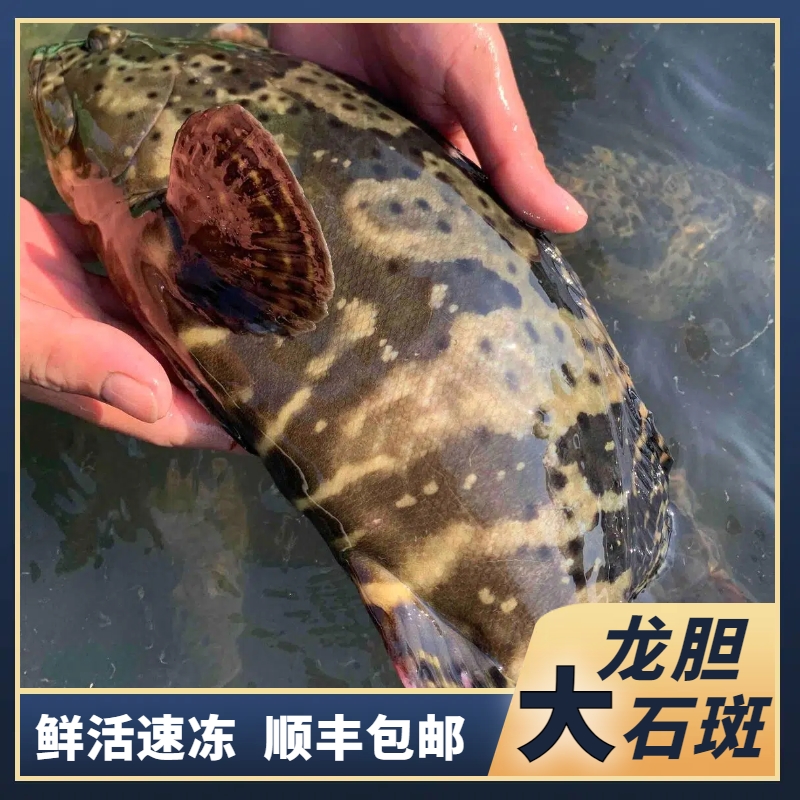 2.8斤共2条龙胆石斑鱼 活鱼速冻非活发（不帮杀） 每条鱼不是一样大