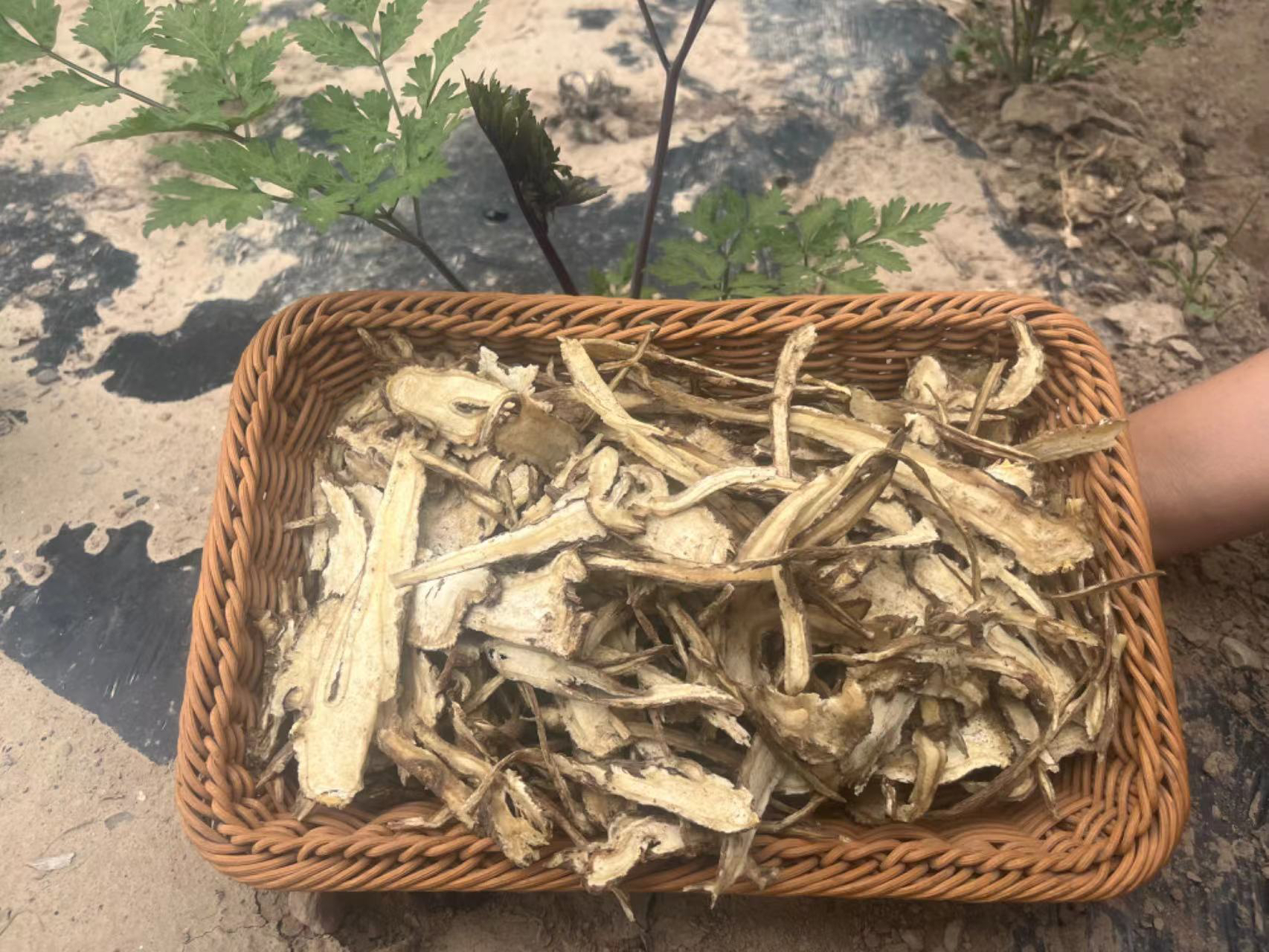 当归切片有碎枝的介意勿拍