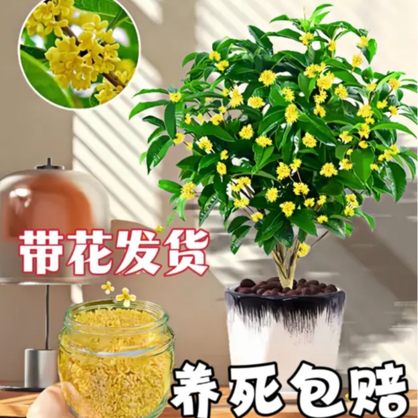 八月桂黄金桂丹桂开花味浓优质精选带花发货生长快成活率高开花