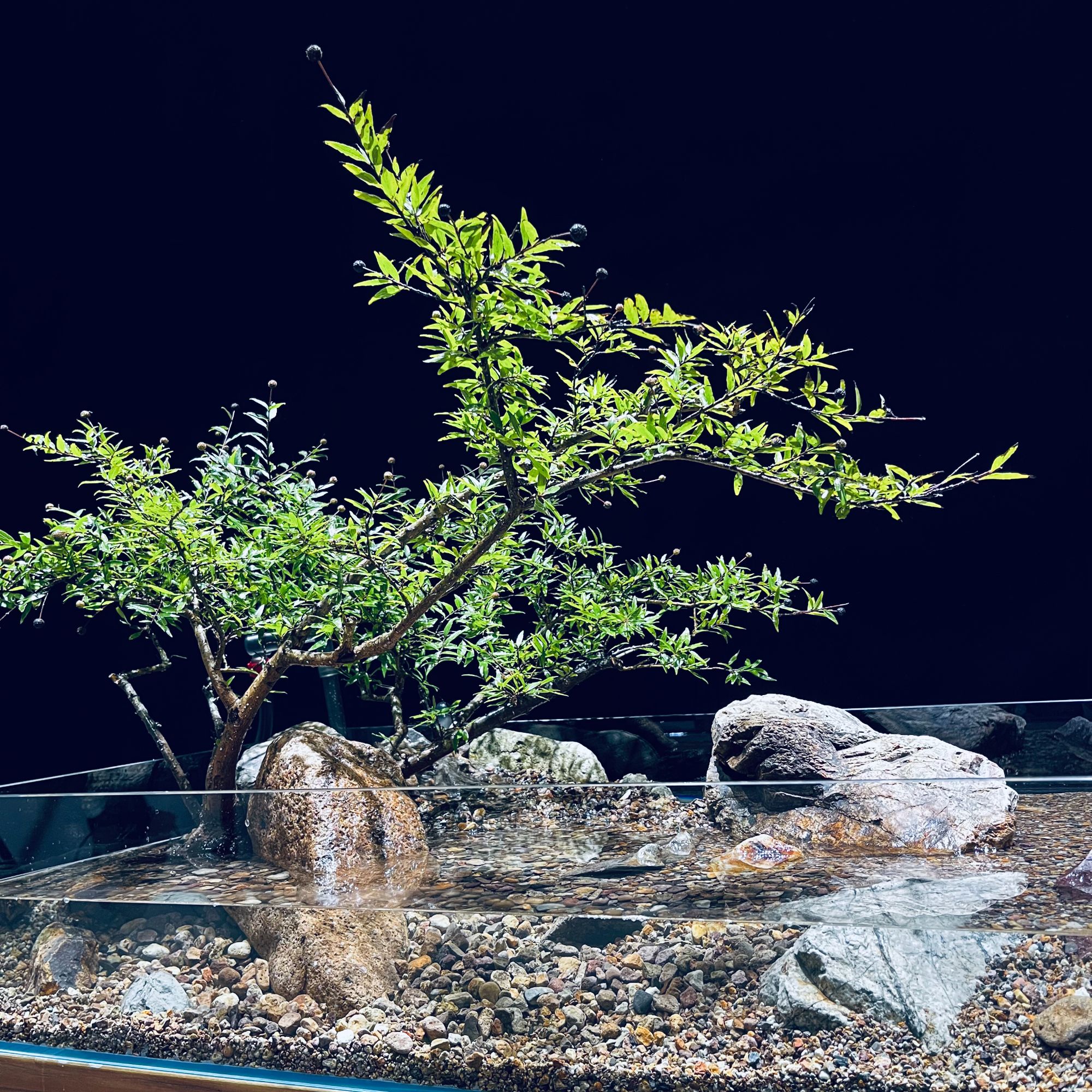水杨梅水培、土培、沙培  鱼缸造景 包邮