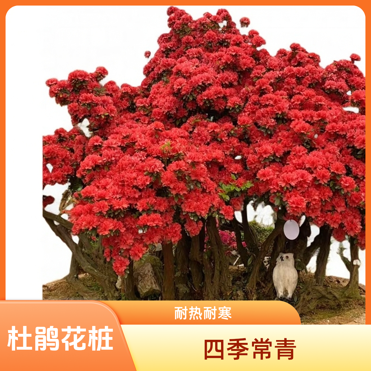 丹东杜鹃花系列，紫花老树桩嫁接，耐热耐寒品种，老桩杜鹃花直播间