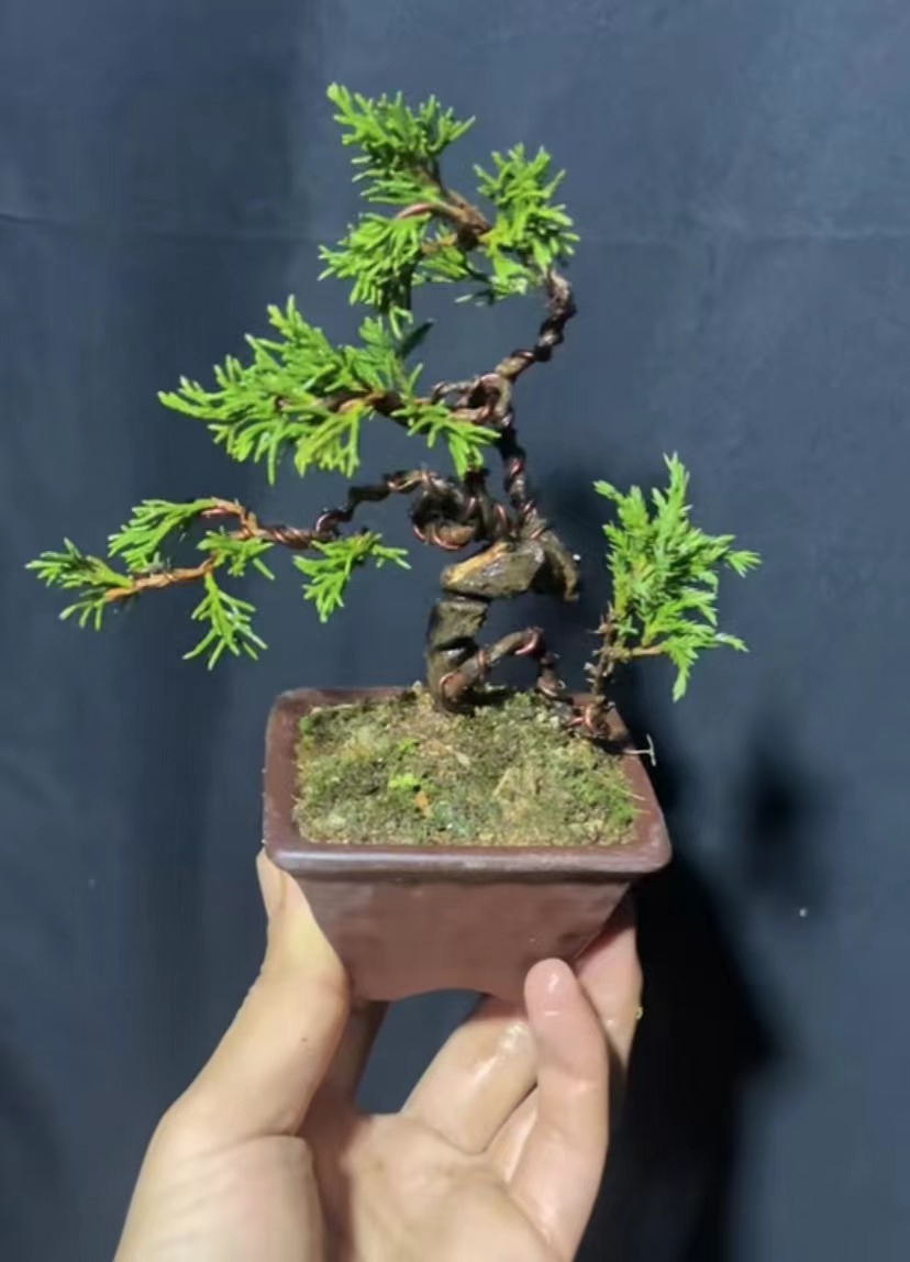 定制茶台办公室真柏盆景（一物一拍）私拍不发货