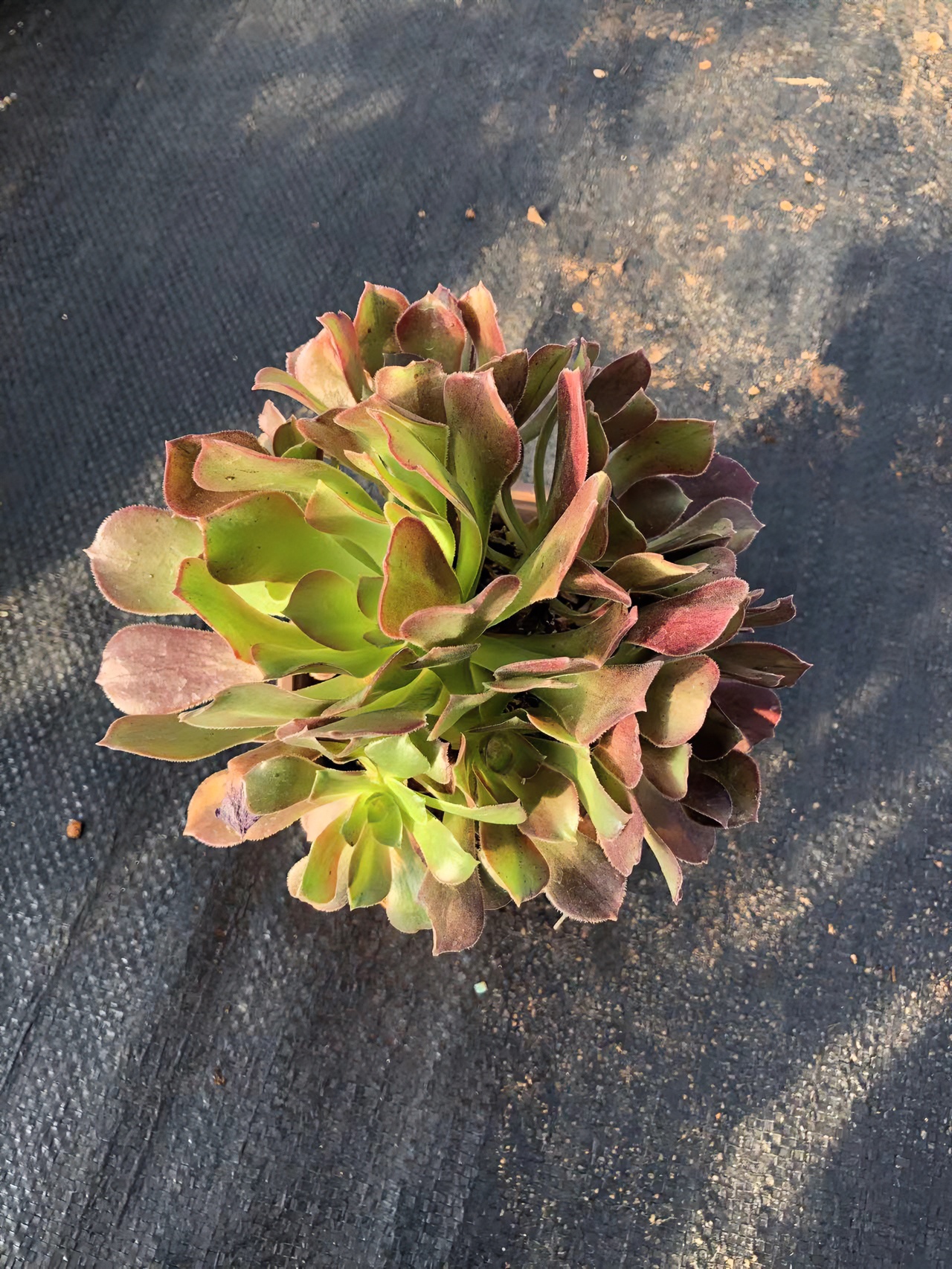 沙拉碗法师（喜乐多肉）脱土裸根 多肉植物