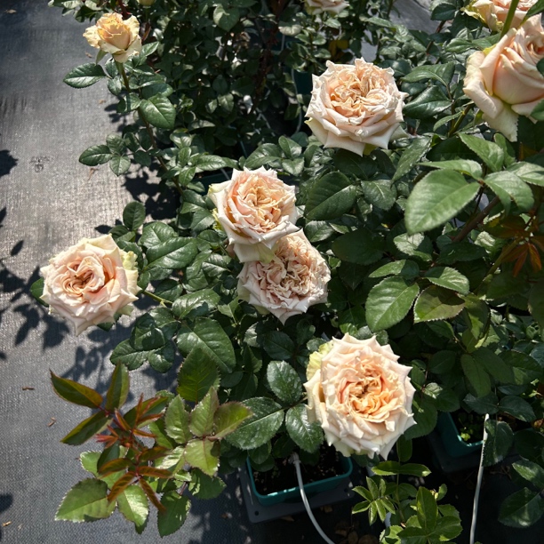 沙丘月季一加仑根接苗 复古色 超大花原盆原土 修剪发货