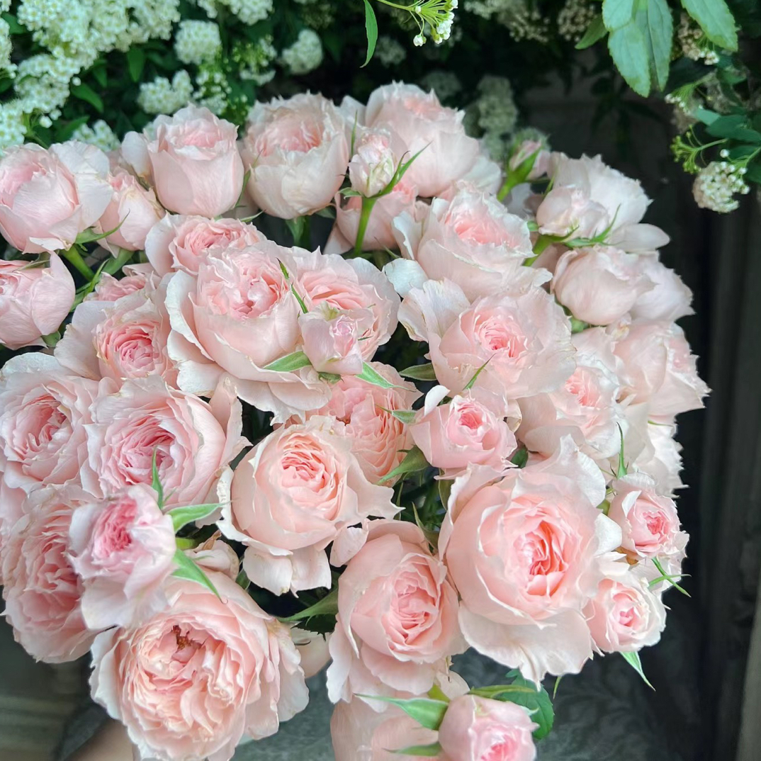 玉脂月季 根接 阳台多季节开花 苗情参考当天直播