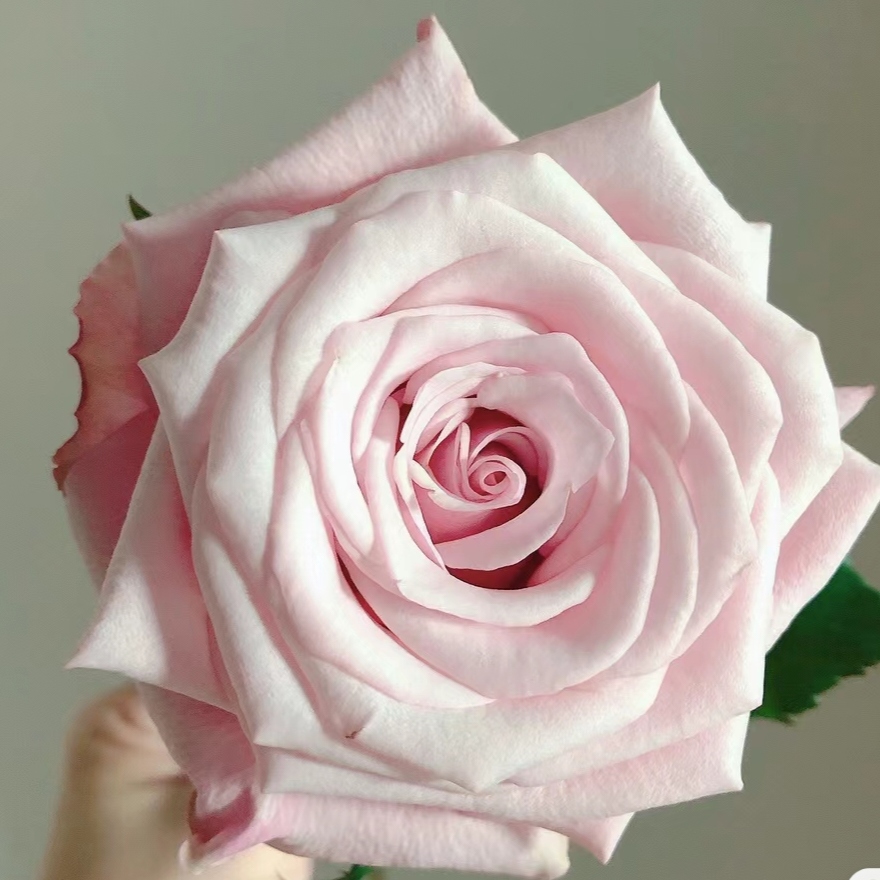 珍珠项链月季一加仑根接苗大花多季节 苗情参考当天直播 