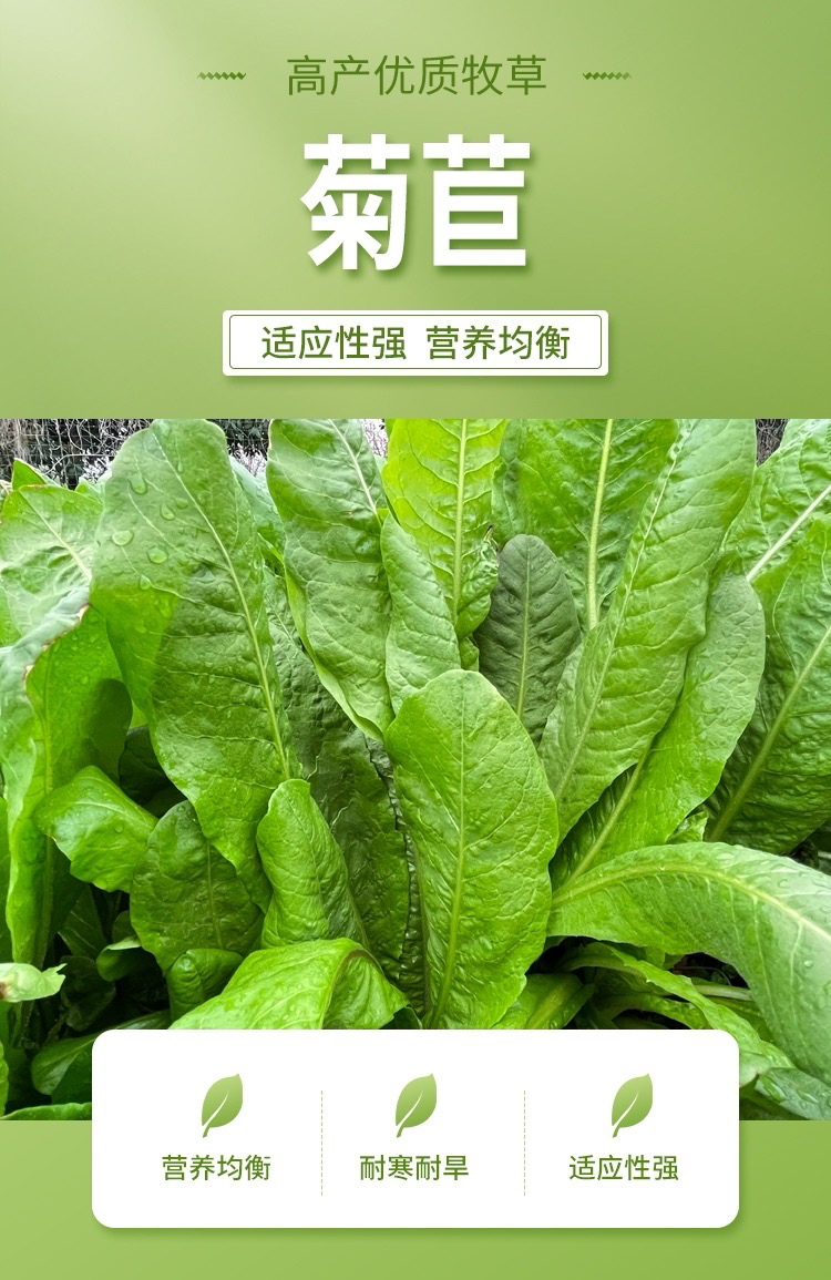菊苣草叶片多光滑无绒毛抗寒耐旱