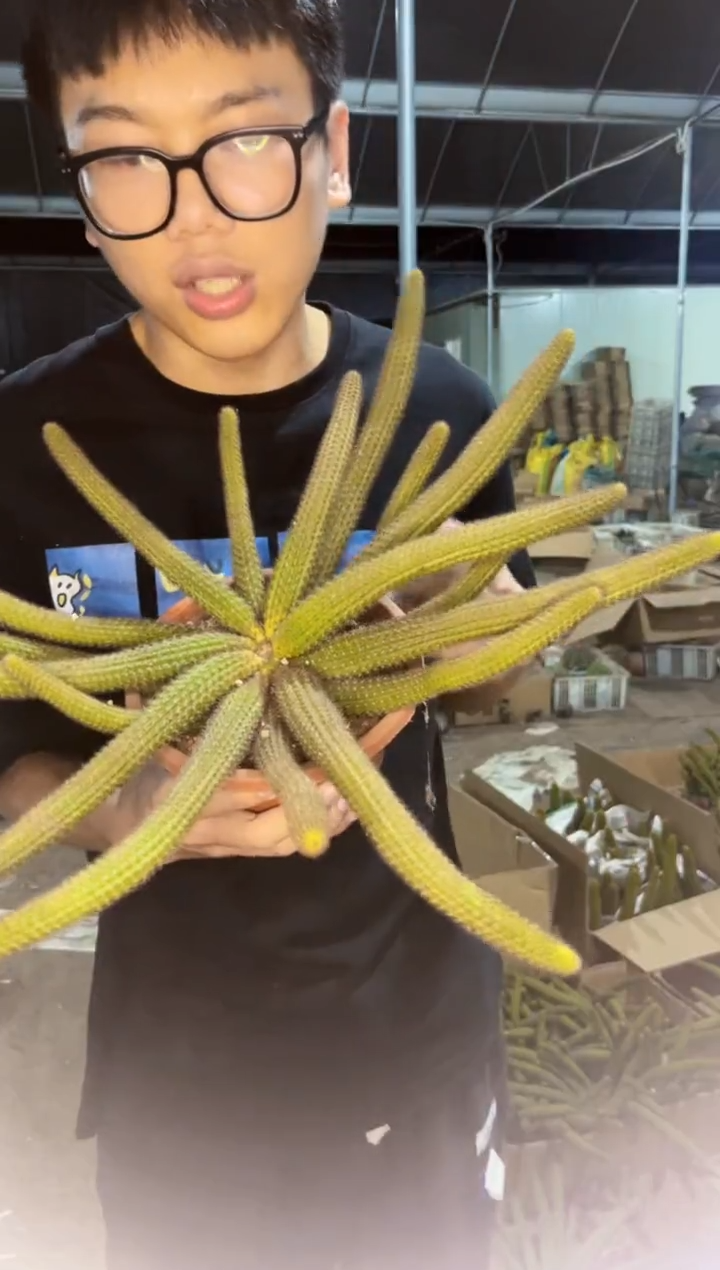 【闪购商品】大群生 垂钓黄金妞【带根】