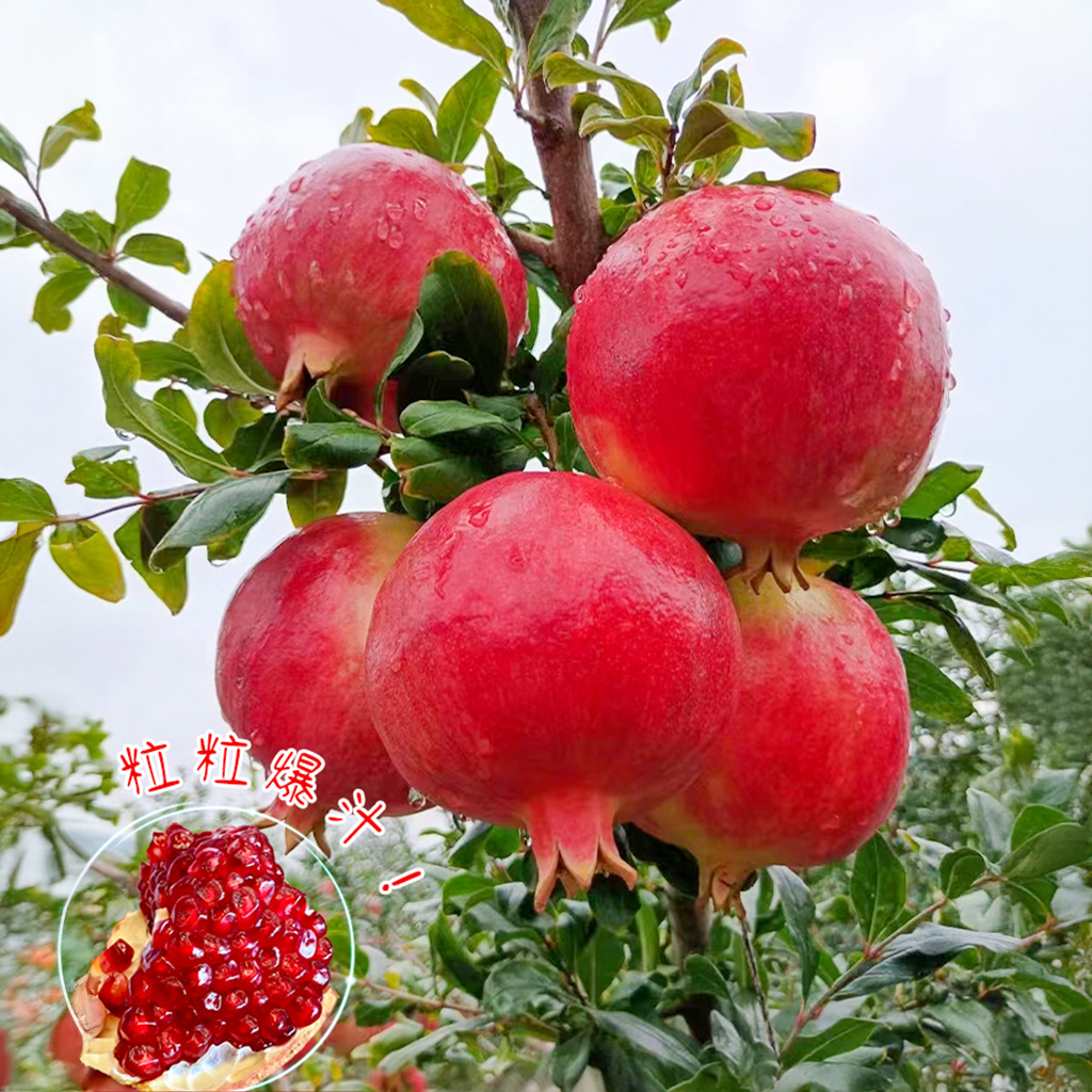 （优质对版）甜石榴树苖南北方种植放心苗盆栽庭院果树阳台地栽果苗
