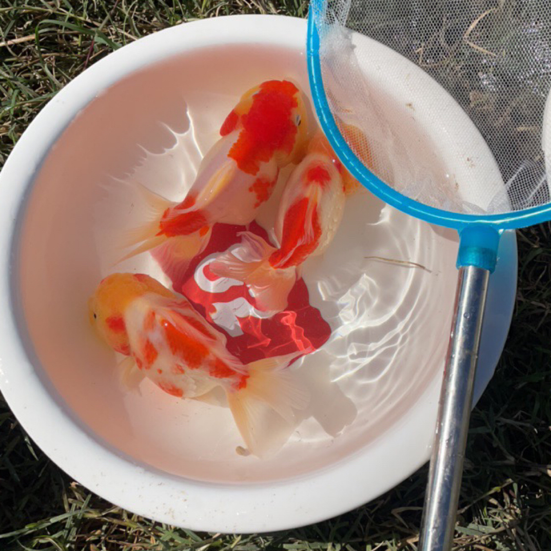 改价链接 没有鱼缸氧气过滤 请勿下单 包邮不包养殖私拍不发货